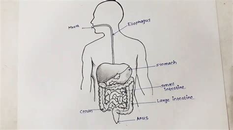 Pencil Drawing Of Human Digestive System Step By Step For Beginnersdigestive System Youtube