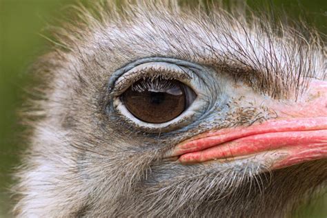 5,800+ Ostrich Eye Closeup Stock Photos, Pictures & Royalty-Free Images ...