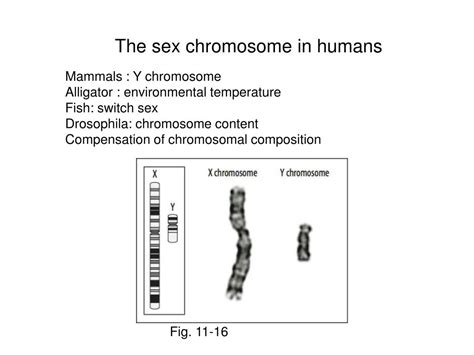 Ppt Chapter Germ Cells Fertilization And Sex Powerpoint