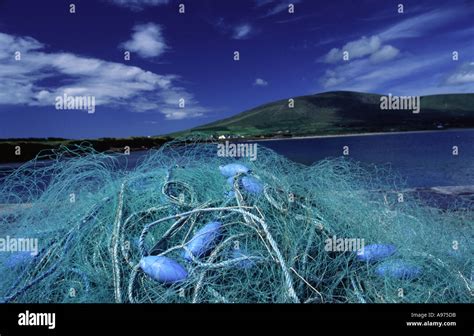 fish intertwined  res stock photography  images alamy