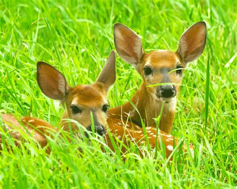 Baby Deer