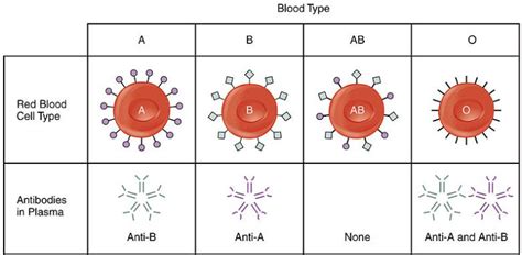 Blood Type: Antigens, Antibodies and Transfusions | Biomed Guide