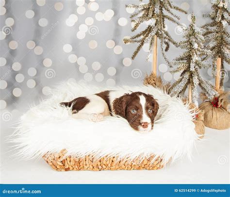 English Springer Spaniel Puppy Sitting On Fur By Christmas Decor Stock