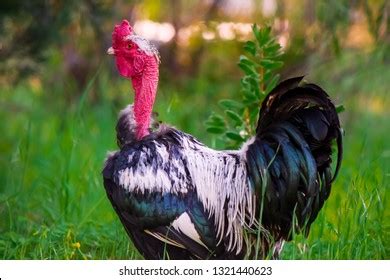 Naked Neck Rooster Images Photos Et Images Vectorielles De Stock