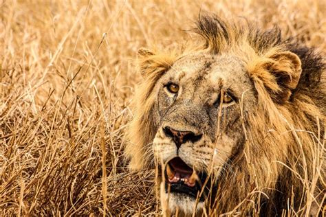 Lion With Prey Stock Image Image Of King Masai Eater 26225941