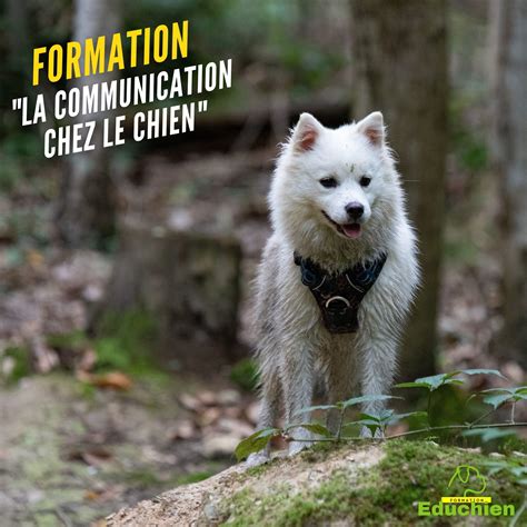 Formation En Salle La Communication Chez Le Chien Educhien Yvelines