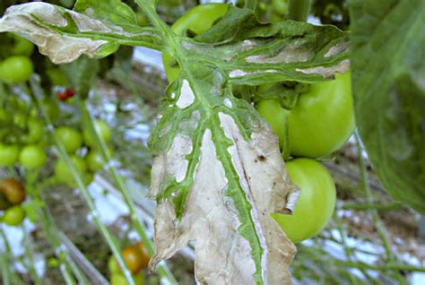 Bacterial Canker Tomato Plantsdb