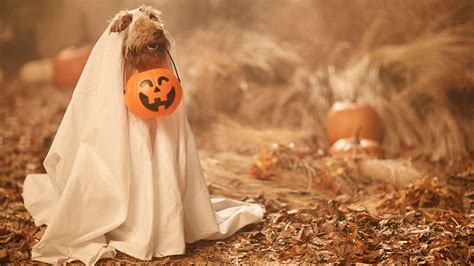 14 Cute Halloween Zoom Backgrounds That Wont Scare You At All