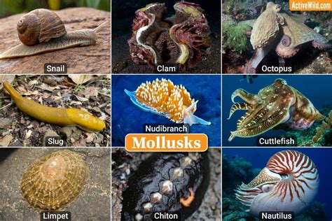 Invertebrates Examples With Pictures & Interesting Facts | Environment.org