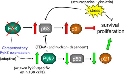 Model Of Fak Andor Pyk2 Associated Affects On P53 Regulat Ing Cell Download Scientific