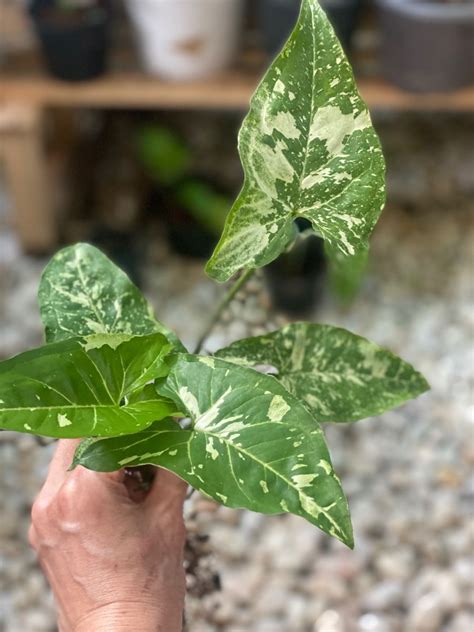 Green Plants Potted Plants Indoor Plants Arrowhead Plant Jungle