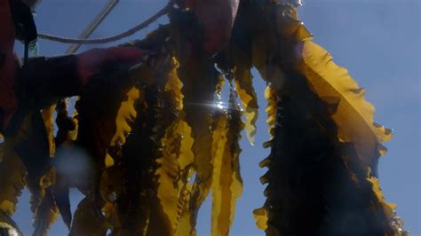 Is Kelp The Key To Carbon Capture This Startup Thinks So Cnn Business