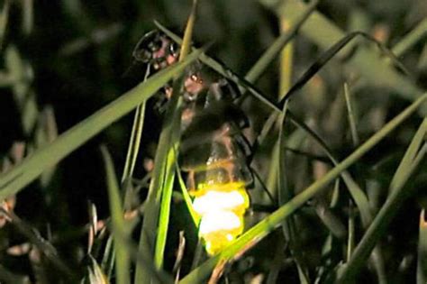 Como E Por Que O Vaga Lume Produz Luz