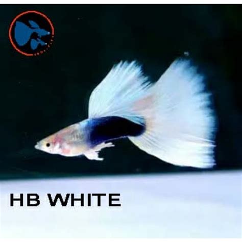 Jual Ikan Hias Guppy Hb White Shopee Indonesia