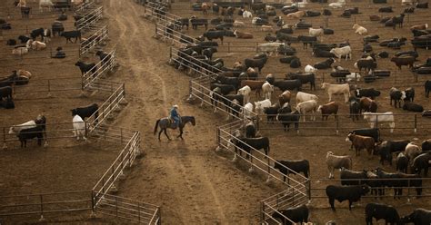 Belching Cows and Endless Feedlots: Fixing Cattle’s Climate Issues – Prometheus Institute