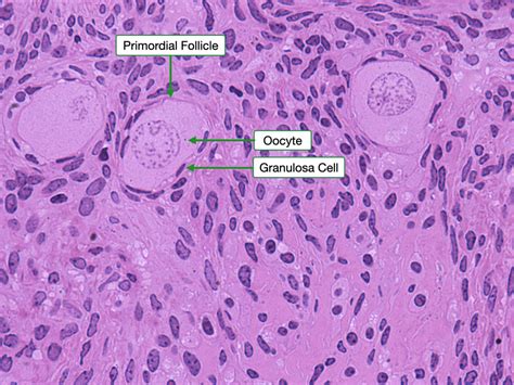 Female Reproductive System Lab