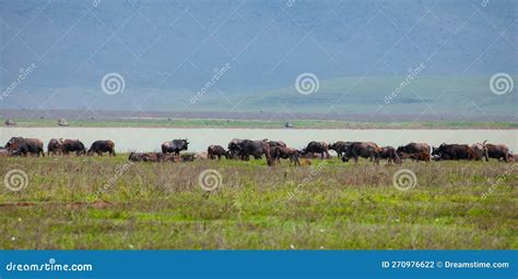 A Herd Of Cape Buffalo Charging Away From The Water After Being Spooked