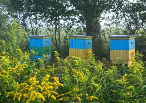 Apiary Design: 8 Practical Factors To Consider Before You Start