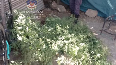 Allanamientos En El Oeste Secuestran Balas Plantas De Cannabis Y Un