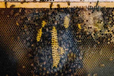 Where Do Bees Go In The Winter Clustering And Hibernation