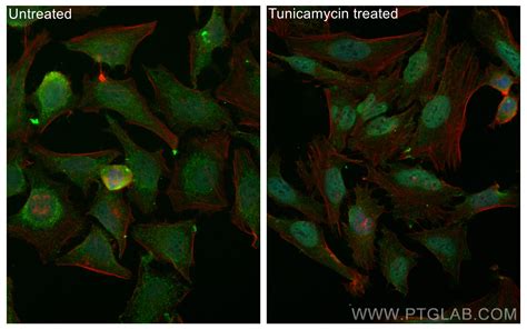 Atf4 Antibody Fitc 10835 Proteintech