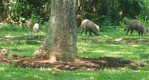 African Swine Fever Detected In Wild Boar Carcass In Singapore