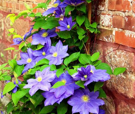 14 Beautiful Vines With Spectacular Flowers