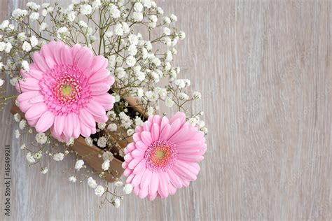 Rosa Gerbera Blumen Stock Foto Adobe Stock