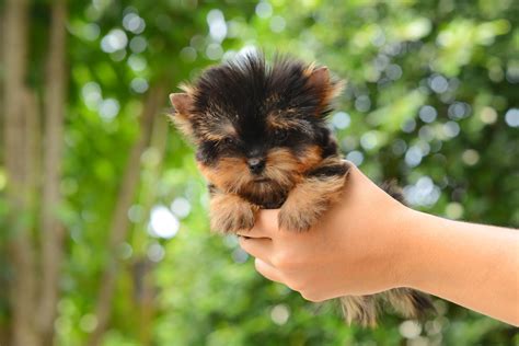 Full Grown Micro Teacup Yorkie