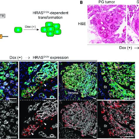 A Mouse Model Of HRAS G12V Driven Salivary Gland Tumors A In