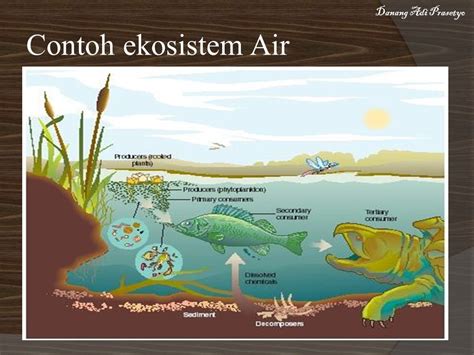 Detail Contoh Ekosistem Air Tawar Koleksi Nomer 36