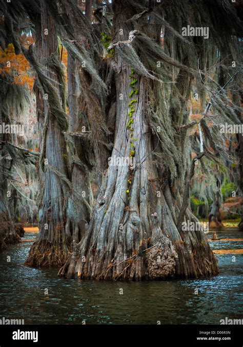 Cypress Trees In Caddo Lake State Park Texas Stock Photo Alamy