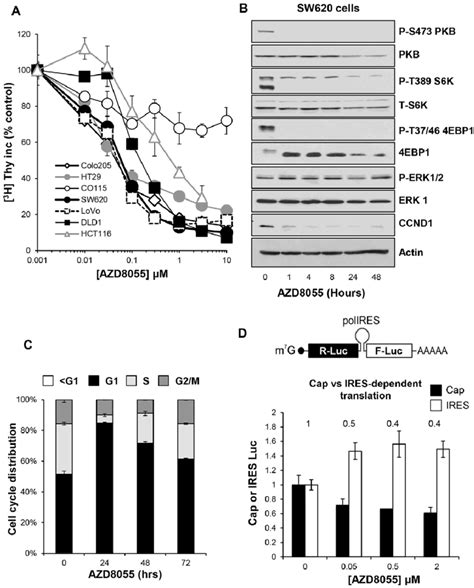 AZD8055 Inhibits MTOR Cap Dependent Protein Translation And Elicits A