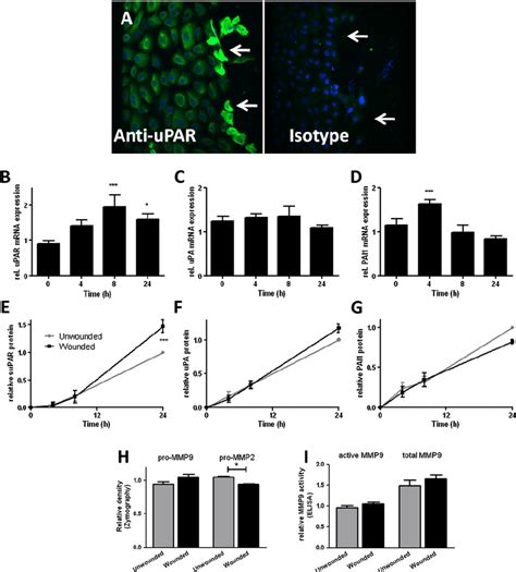 Induction Of Urokinase Plasminogen Activator Receptor Upar Is A