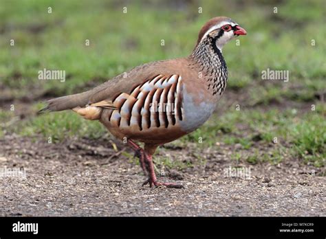 Single Red Legged Partridge Alectoris Rufa UK Stock Photo Alamy