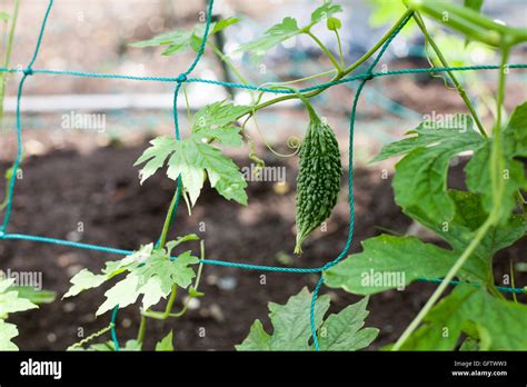 Jeune Plante De Melon Amer Banque De Photographies Et Dimages à Haute