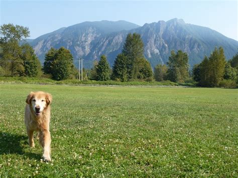 Snoqualmie Three Forks Off Leash Dog Park Pet Friendly Travel