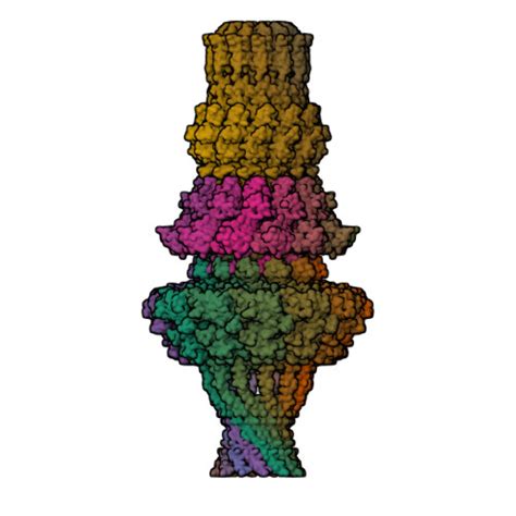 Rcsb Pdb Wmp Tail Structure Of Helicobacter Pylori Bacteriophage Khp