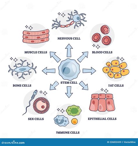 Differentiation Of Blood Cells Royalty-Free Stock Image | CartoonDealer.com #34138126