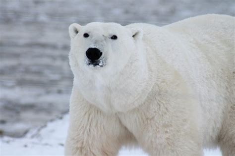 Polar Bear Adaptations You Didn’t Know About - LessConf