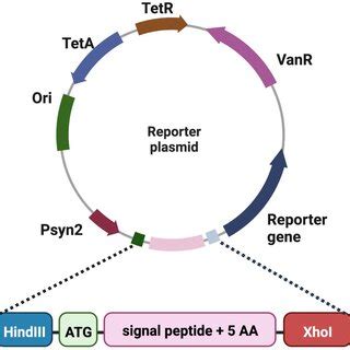 Signal Peptide Reporter Plasmid Map And Signal Peptide Integration The