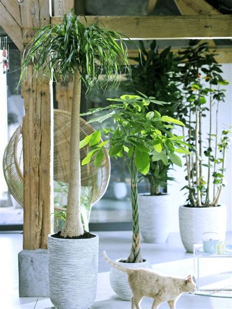 Personal Plant Altar The Joy Of Plants