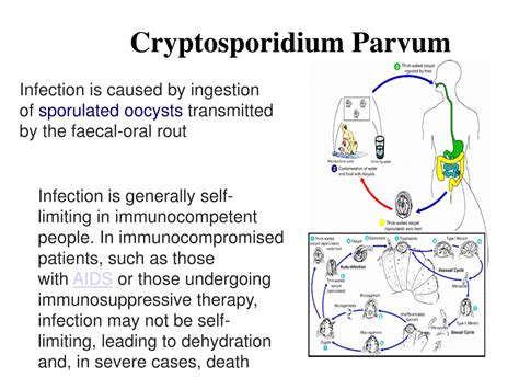 Ppt Intestinal` Protozoa Powerpoint Presentation Free Download Id9708629