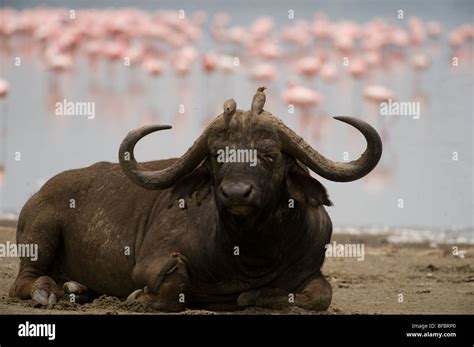 African Buffalo Hi Res Stock Photography And Images Alamy