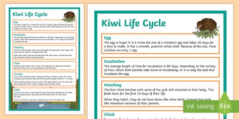 Kiwi Life Cycle Display Poster (Teacher-Made) - Twinkl