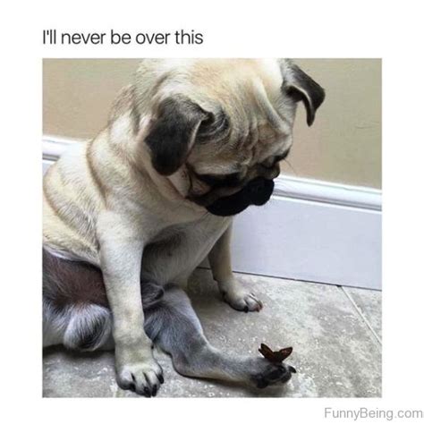 85 Mad Pug Memes