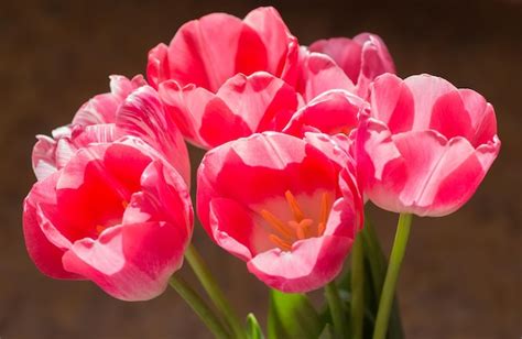 Premium Photo | Bouquet of tulips