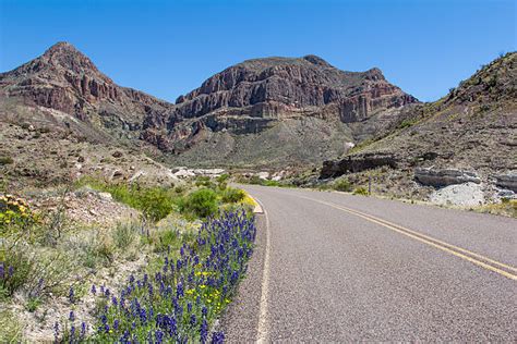 140 Bluebonnet Border Stock Photos Pictures And Royalty Free Images