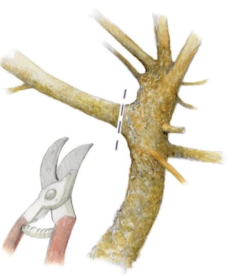 How To Grow Pussy Willows From Cuttings Spring 2024 Knots And Bolts Knots And Bolts