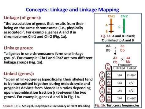 Linkage Mapping And Qtl Analysislecture